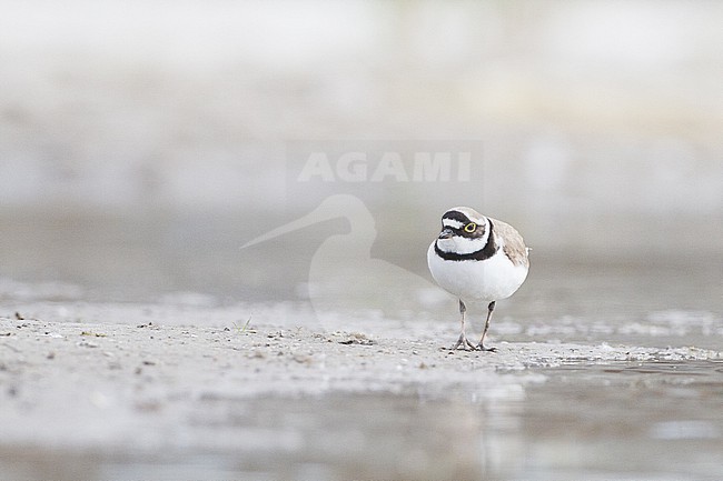  stock-image by Agami/Menno van Duijn,