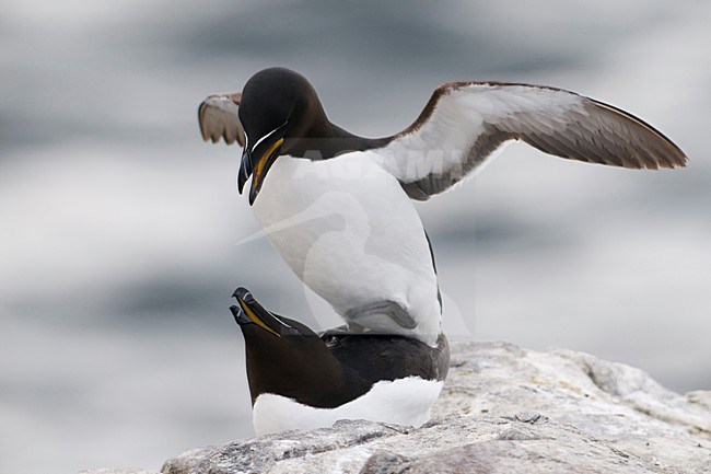 Alk baltsend op rotskust; Razorbill displaying on a cliff stock-image by Agami/Han Bouwmeester,