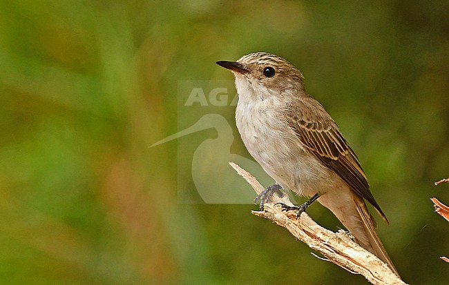 Mediterranean Flycatcher (Muscicapa tyrrhenica) is a common bird in it's range. stock-image by Agami/Eduard Sangster,