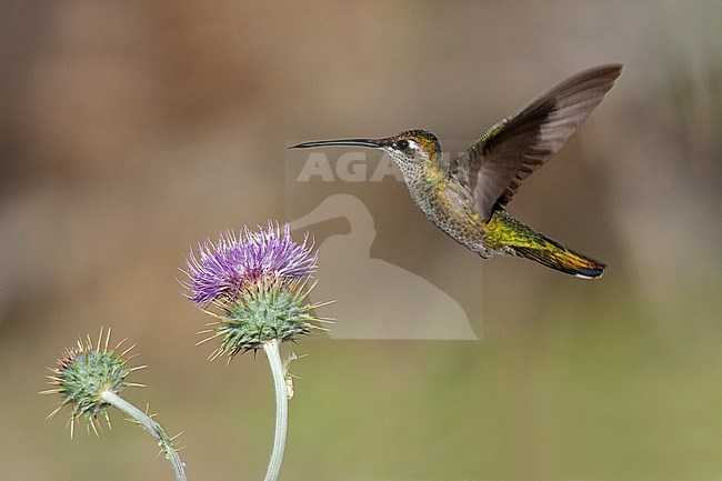 Adult female Rivoli's Hummingbird (Eugenes fulgens) in flight Cochise County, Arizona, United States stock-image by Agami/Brian E Small,