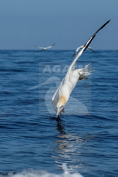 Northern Gannet (Morus bassanus) hunting for fish. stock-image by Agami/Marcel Burkhardt,
