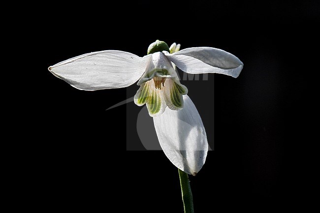 Green Snowdrop, Galanthus woronowii stock-image by Agami/Wil Leurs,