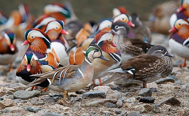 Wintering male Baikal Teal (Anas formosa) in Japan. Standing in front of a group of Manderin Ducks. stock-image by Agami/Arie Ouwerkerk,