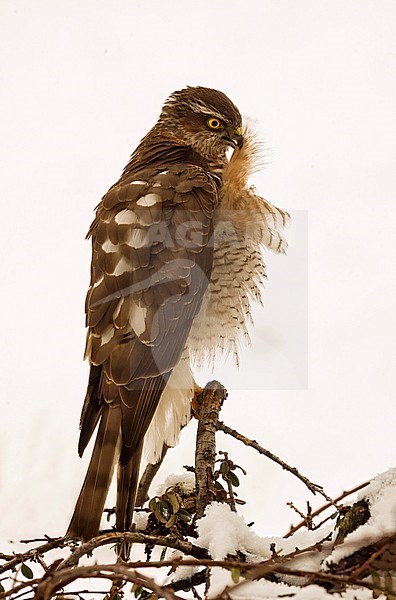Eurasian sparrowhawk; Sperwer stock-image by Agami/Alain Ghignone,