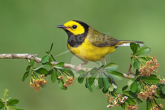 Adult male
Galveston Co., TX
April 2013 stock-image by Agami/Brian E Small,