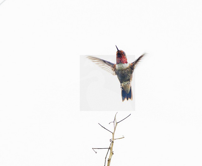 Male Glow-throated Hummingbird (Selasphorus ardens) in Panama. stock-image by Agami/Pete Morris,