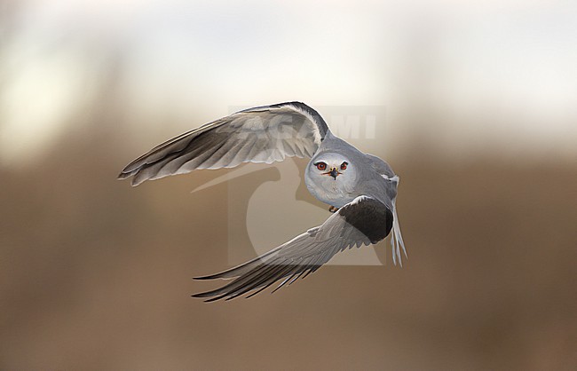 Black-winged Kite (Elanus caeruleus ssp. caeruleus) in flight seen from front, Castilla-La Mancha, Spain stock-image by Agami/Helge Sorensen,