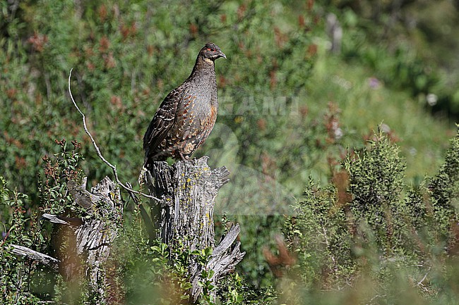Szechenyi's monal-partridge (Tetraophasis szechenyii) on Tibetan plateau, Qinghai, China. Also known as buff-throated partridge. stock-image by Agami/James Eaton,