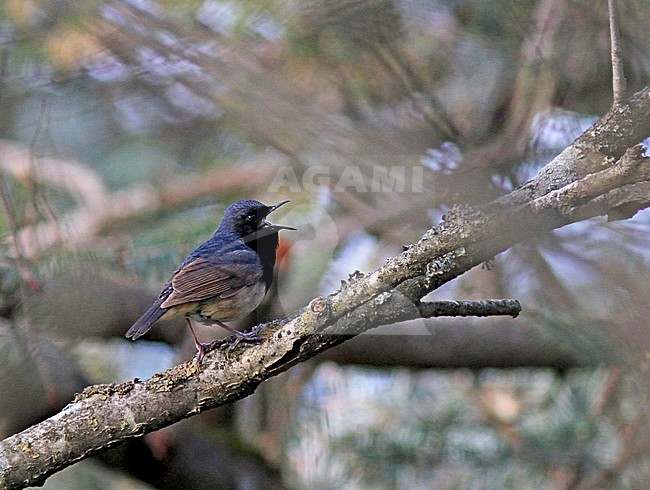 Blackthroat (Calliope obscura) singing stock-image by Agami/Pete Morris,