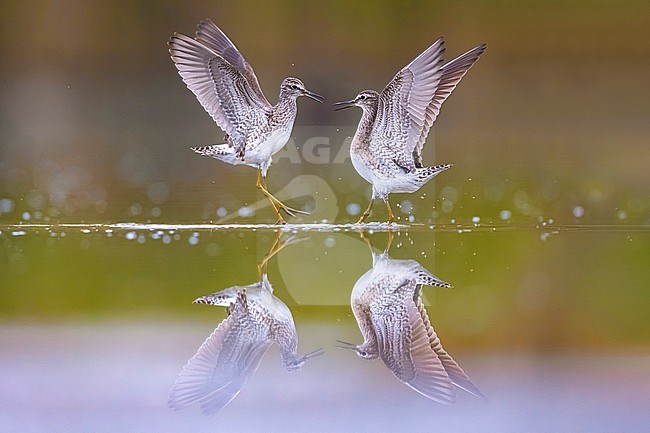 Two fighting Wood Sandpipers (Tringa glareola) in Italy. stock-image by Agami/Daniele Occhiato,
