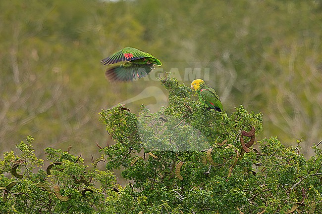 Yellow-headed Amazon (Amazona oratrix oratrix) adult male perched on a bush near the coast in north-east Mexico, with another bird flying off stock-image by Agami/Andy & Gill Swash ,