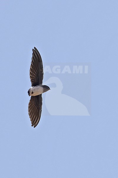 Bat-like Spinetail (Neafrapus boehmi) in flight in Tanzania. stock-image by Agami/Dubi Shapiro,