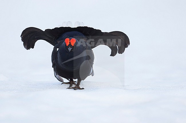 Adult male Black Grouse (Lyrurus tetrix tetrix) at a lek in Germany during early spring with lots of snow. stock-image by Agami/Ralph Martin,