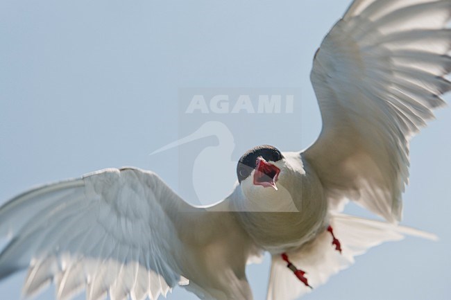 Volwassen Noordse Stern valt aan in de vlucht; Adult Arctic Tern attacking in flight stock-image by Agami/Han Bouwmeester,