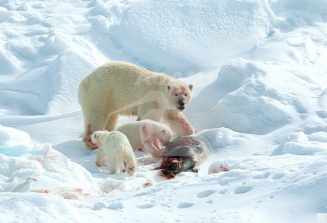 Polar Bear (Ursus maritimus) female with two young cubs at Spitsbergen, Norway. With an adult Ivory Gull. stock-image by Agami/Roy de Haas,