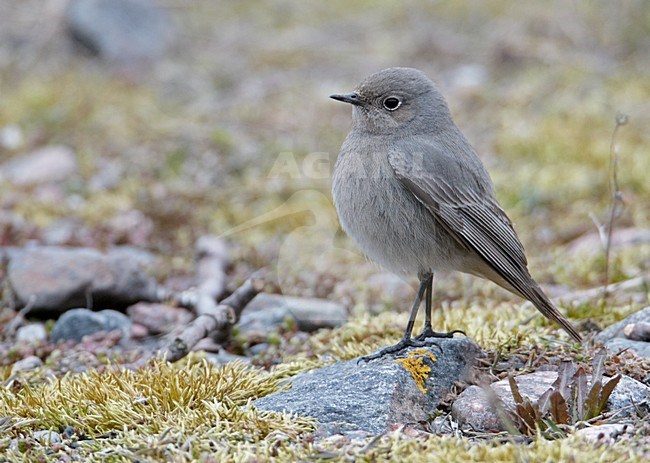 Vrouwtje Zwarte Roodstaart, Female Black Redstart stock-image by Agami/Markus Varesvuo,