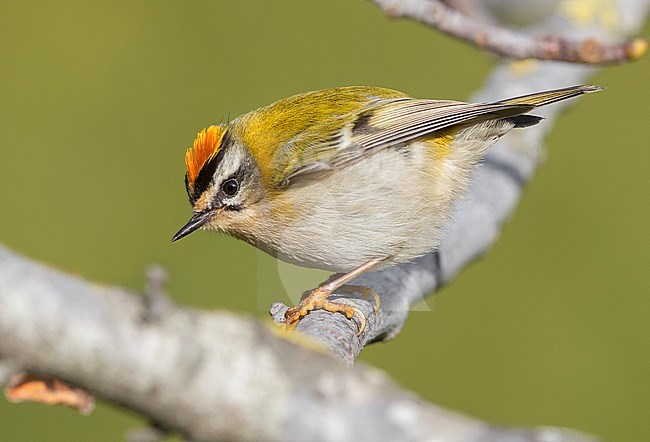 Common Firecrest (Regulus ignicapilla), side view of an adult male perched on a branch, Campania, Italy stock-image by Agami/Saverio Gatto,