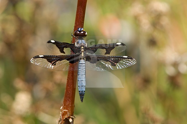 Mannetje Palpopleura portia, Male Portia Widow stock-image by Agami/Wil Leurs,