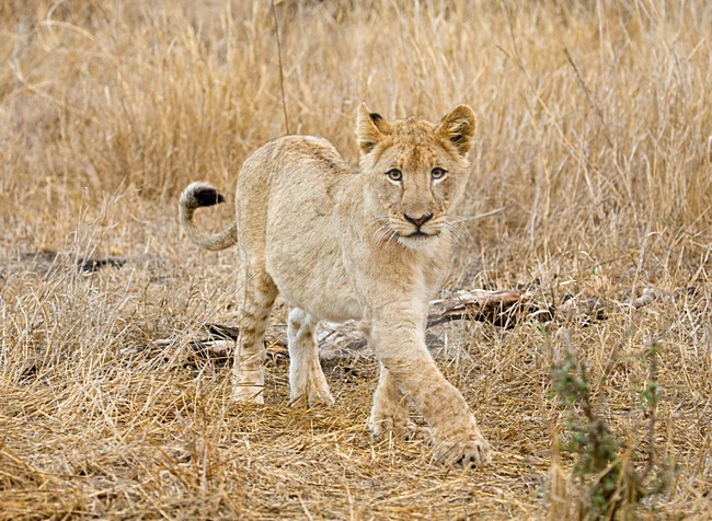 Jonge Afrikaanse Leeuw; Young African Lion stock-image by Agami/Marc Guyt,