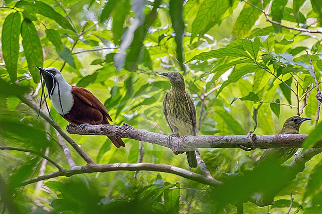 Adult male Three-wattled Bellbird, Procnias tricarunculatus, in Panama. Together with a female. stock-image by Agami/Pete Morris,