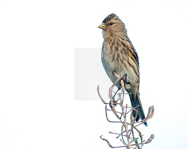 Twite (Carduelis flavirostris) during autumn migration on Helgoland, Germany. Perched on top of a small plant. stock-image by Agami/Marc Guyt,