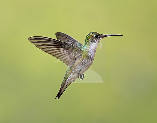 White-bellied Hummingbird (Elliotomyia chionogaster chionogaster) in flight, hovering, with plain background stock-image by Agami/Andy & Gill Swash ,