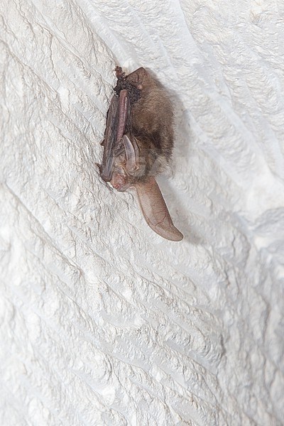 Brown long-eared bat in hibernation stock-image by Agami/Theo Douma,
