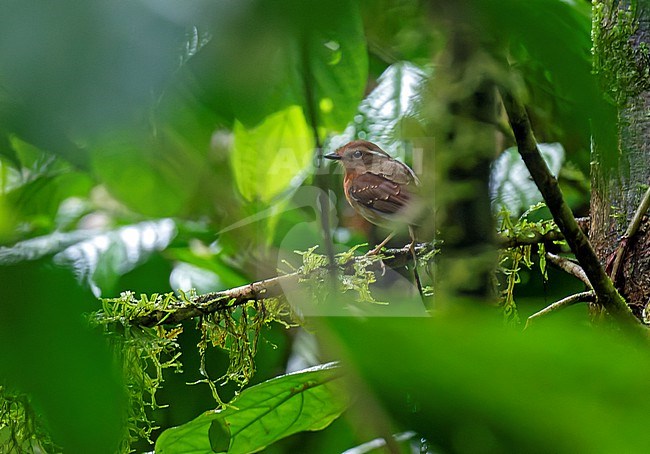 Ash-throated Gnateater (Conopophaga peruviana) in Ecuador. stock-image by Agami/Dani Lopez-Velasco,