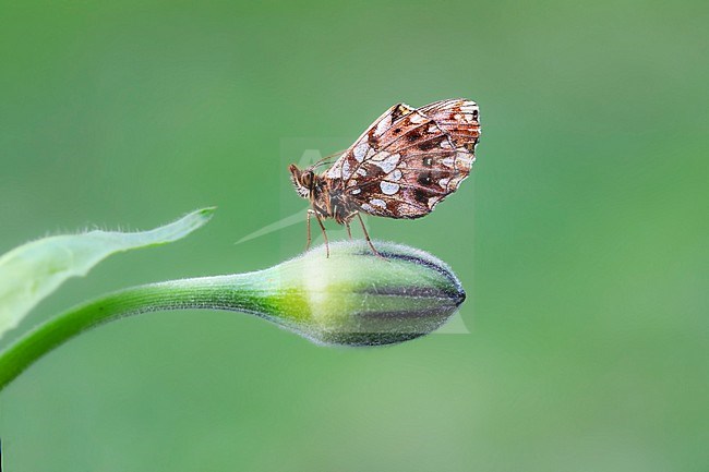 Weaver's Fritillary; Boloria dia stock-image by Agami/Wil Leurs,