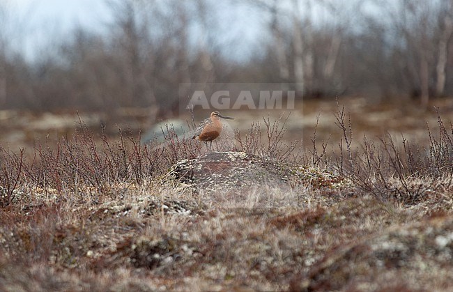 Adult male Bar-tailed Godwit (Limosa lapponica lapponica) in breeding grounds in Finnmark, Norway stock-image by Agami/Helge Sorensen,