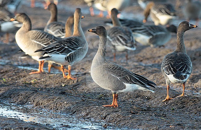 Tundra Bean Goose (Anser serrirostris) standing alert in Duch agricultural field stock-image by Agami/Fred Visscher,