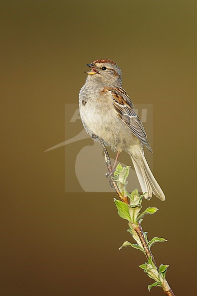 Adult breeding American Tree Sparrow (Passerella arborea)
Seward Peninsula, Alaska, USA
June 2018 stock-image by Agami/Brian E Small,