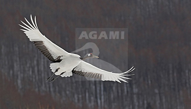Wintering Red-crowned Crane, Grus japonensis, near Kushiro, Hokkaido, Japan. stock-image by Agami/Pete Morris,