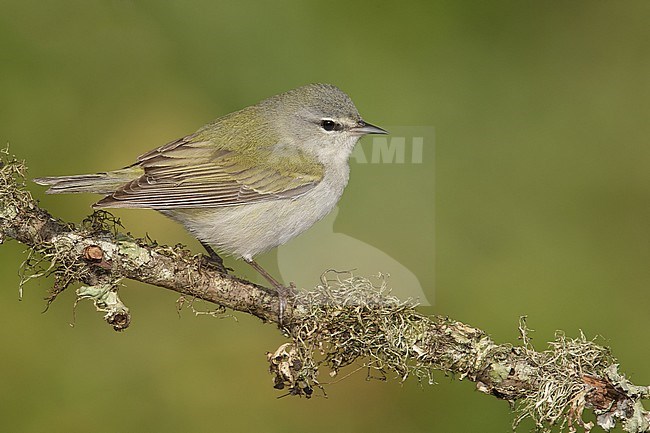 Adult male
Galveston Co., TX
April 2014 stock-image by Agami/Brian E Small,