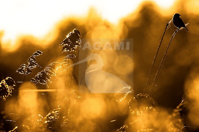 European Stonechat (Saxicola rubicola) in Italy. stock-image by Agami/Daniele Occhiato,