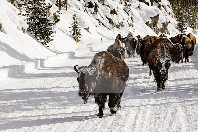 Roadblock bison Yellowstone stock-image by Agami/Rob Riemer,