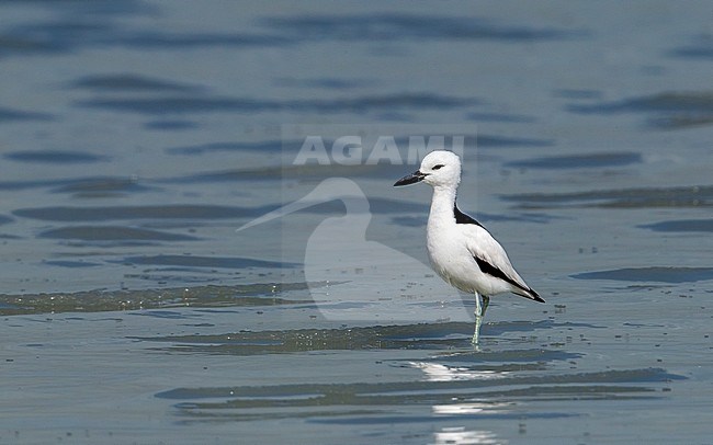 Adult Crab Plover in the mud of Sulaibikhat, Kuwait. January 2011. stock-image by Agami/Vincent Legrand,