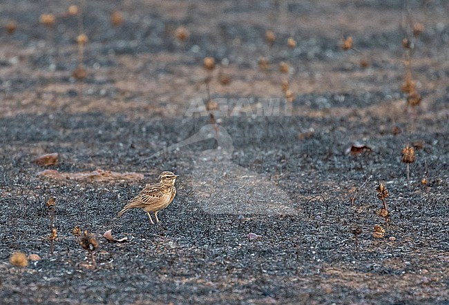 Sun Lark (Galerida modesta) standing in the ground in Ghana. stock-image by Agami/Pete Morris,