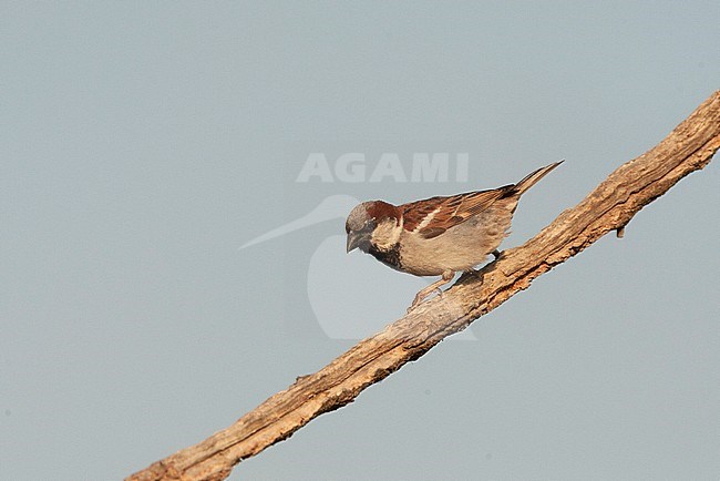 Alert looking adult male House Sparrow (Passer domesticus) perched on a diagonal wooden stick in rural Spain. stock-image by Agami/Marc Guyt,