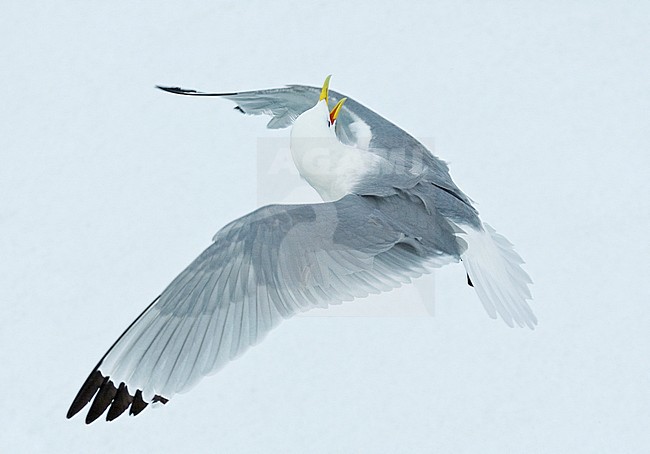 Black-legged Kittiwake in action stock-image by Agami/Roy de Haas,