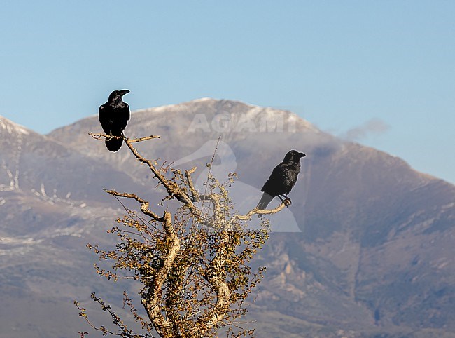 Common Raven (Corvus corax) two perched on a tree with spectaculair view stock-image by Agami/Roy de Haas,
