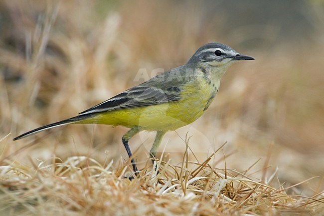 Blue-headed Wagtail standing on the ground; Gele Kwikstaart staand op de grond stock-image by Agami/Daniele Occhiato,