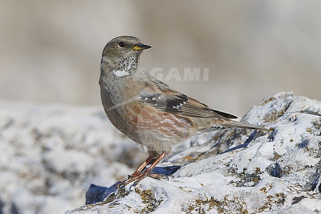 Alpine Accentor (Prunella collaris) taken the 20/12/2020 at Saint-Baume - France. stock-image by Agami/Nicolas Bastide,