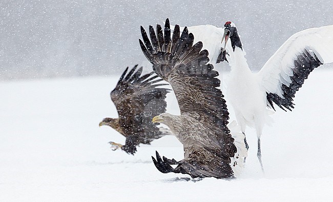 White-tailed Eagle and Red-crowned fighting over food stock-image by Agami/Markus Varesvuo,