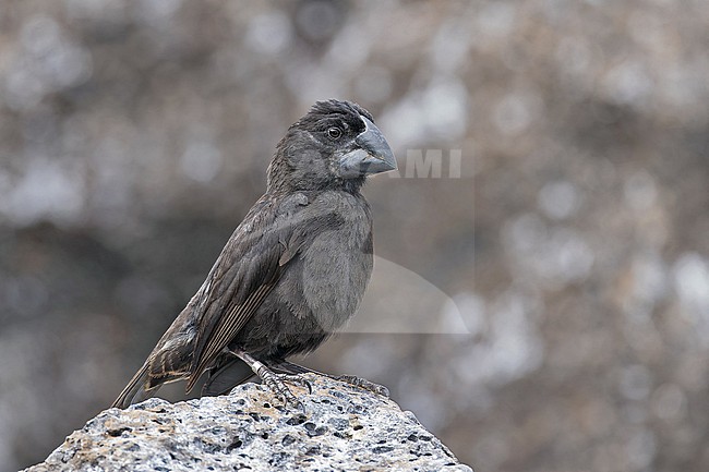 Male Large ground finch (Geospiza magnirostris) on the Galapagos Islands, part of the Republic of Ecuador. stock-image by Agami/Pete Morris,