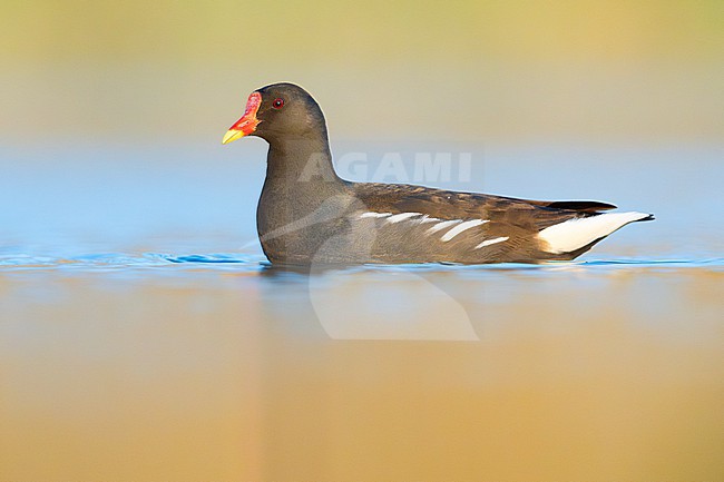 Common Moorhen (Gallinula chloropus), side view of an adult in the water, Campania, Italy stock-image by Agami/Saverio Gatto,
