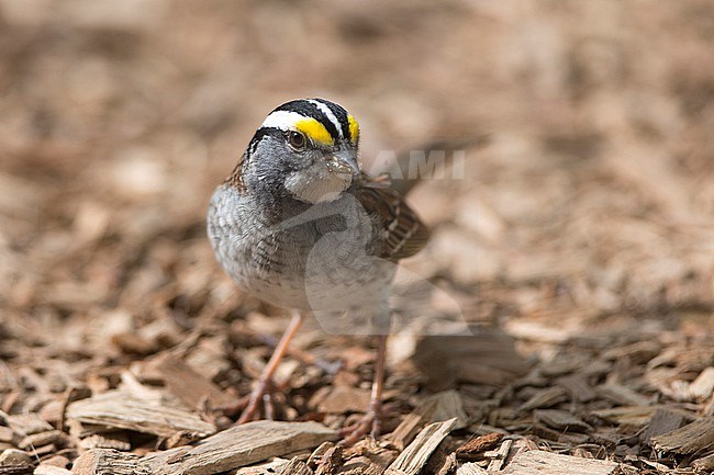 A close-up portrait of a White-throated sparrow seen against a light brow background. stock-image by Agami/Jacob Garvelink,