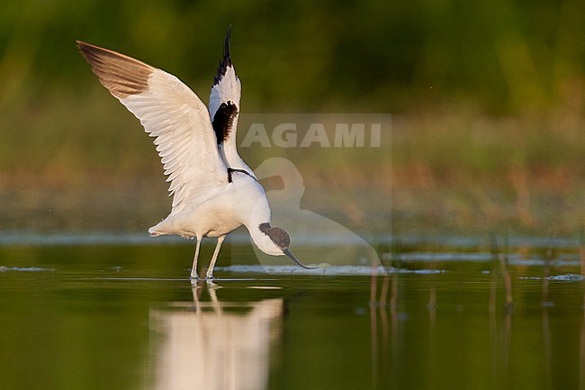 Pied Avocet (Recurvirostra avosetta), adult stretching its wings, Campania, Italy stock-image by Agami/Saverio Gatto,