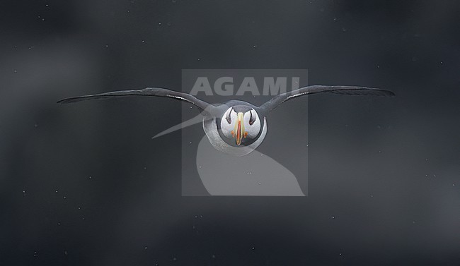 Horned Puffin (Fratercula corniculata) at a breeding colony on St Paul Island, Alaska stock-image by Agami/Dubi Shapiro,