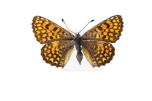 Heath Fritillary, bosparelmoervlinder, Melitaea athalia stock-image by Agami/Wil Leurs,